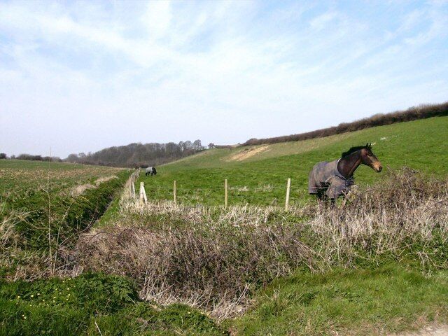 Four-legged friends Horses near West Ravendale (and very friendly they were) with the view looking towards Hatcliffe Plantation.