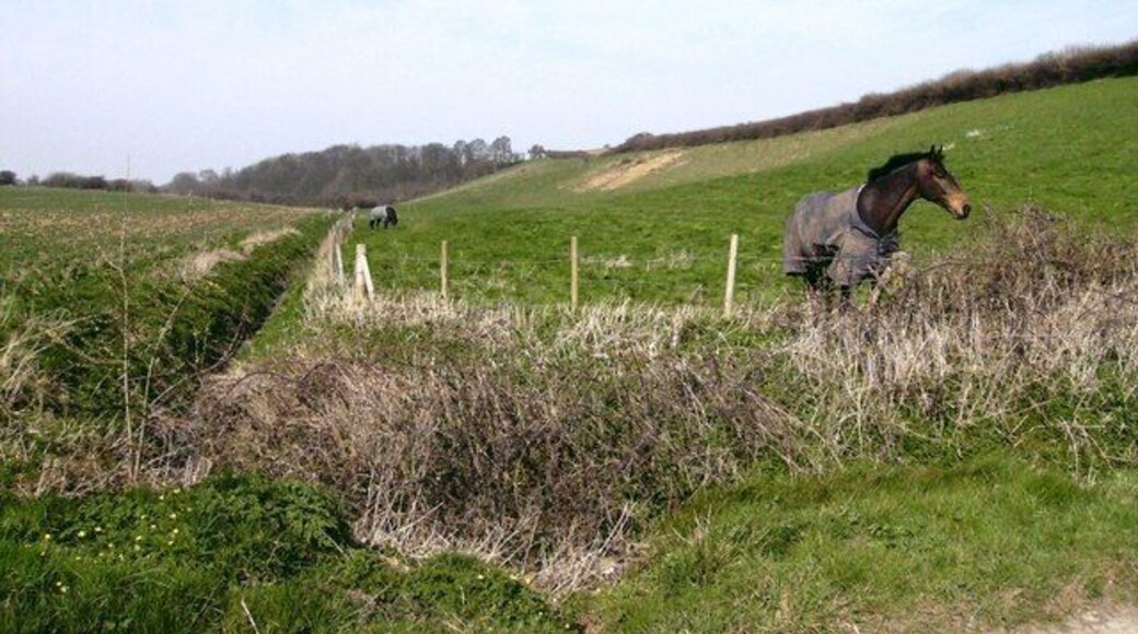Four-legged friends Horses near West Ravendale (and very friendly they were) with the view looking towards Hatcliffe Plantation.
