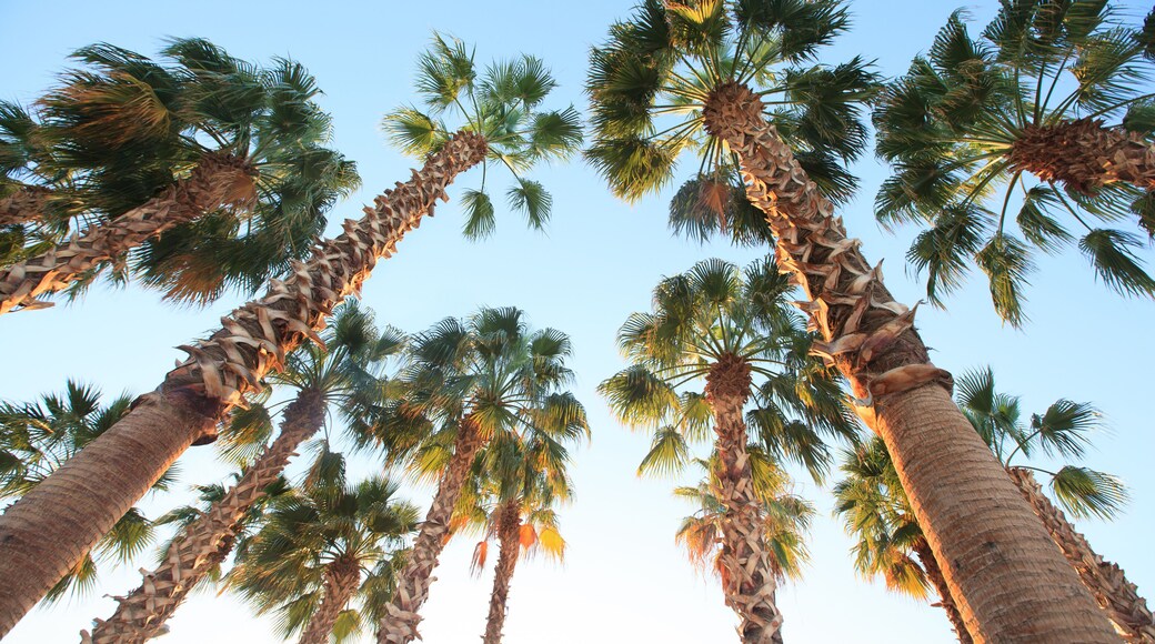 ไอฟ์ส เอสเตทส์