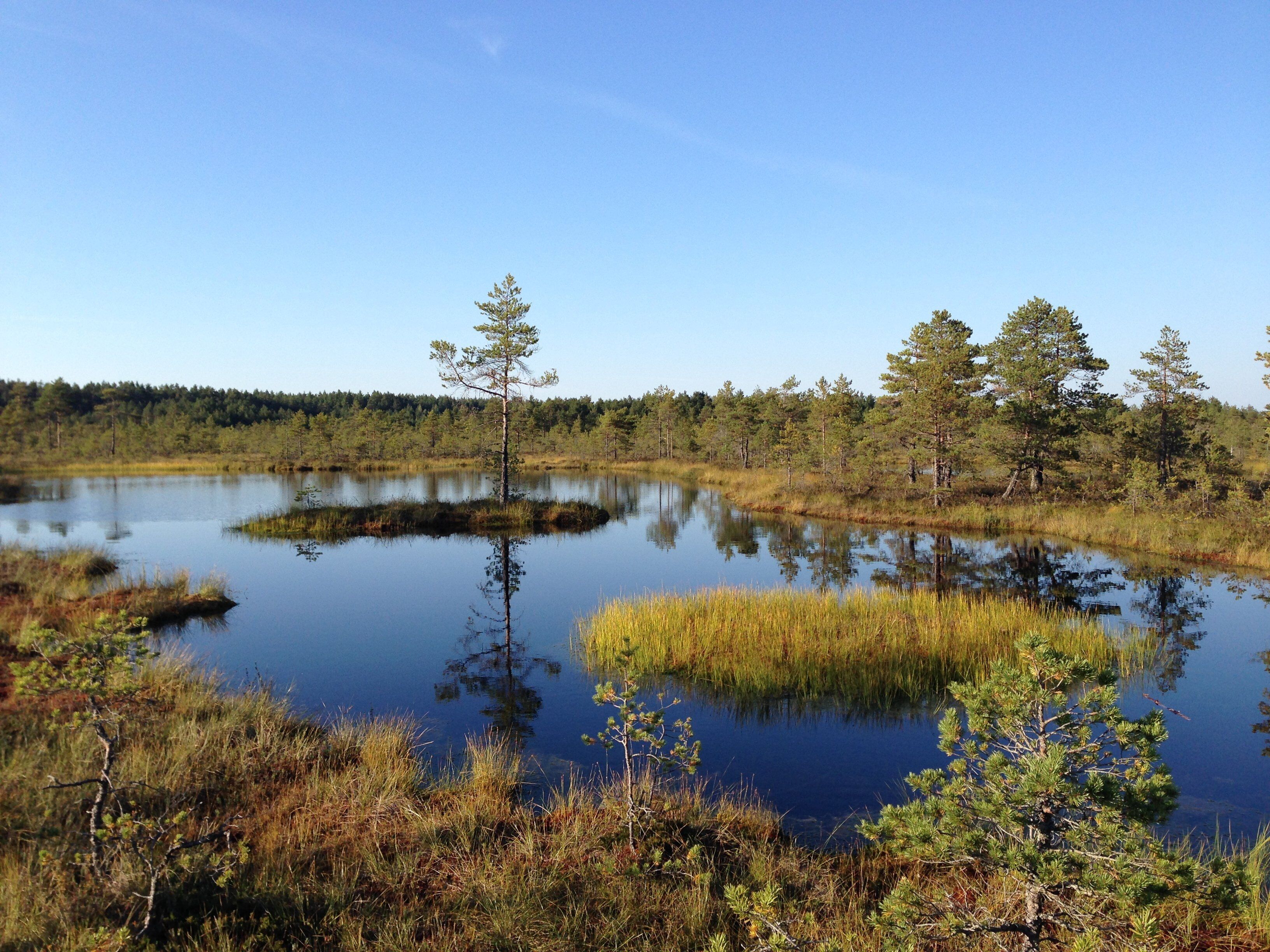 A calm lake surrounded by dense forest and tall grasses.