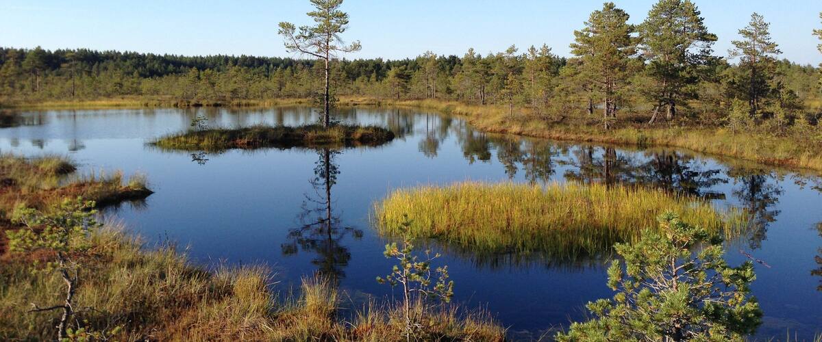 A calm lake surrounded by dense forest and tall grasses.