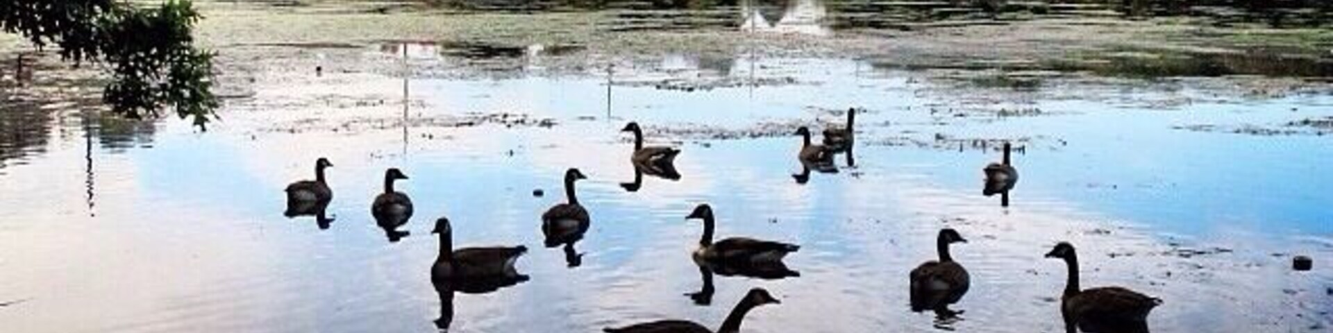 Geese at Massapequa Preserve