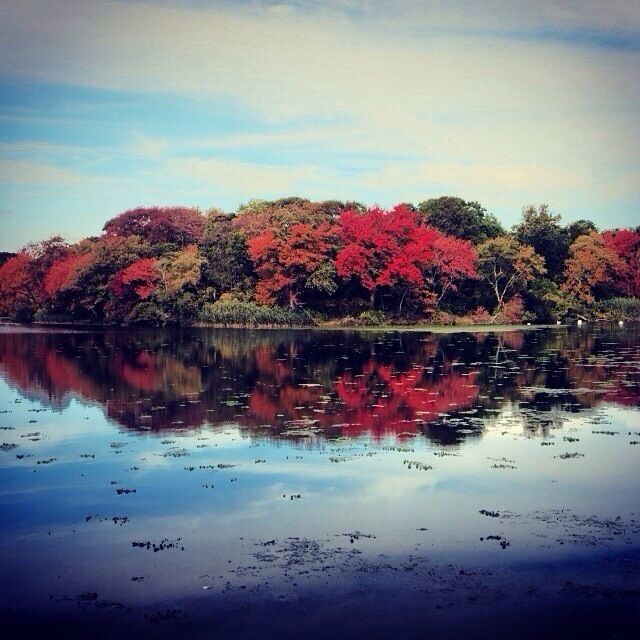 #localgem Massapequa Preserve for a nice nature walk on the south shore of Long Island