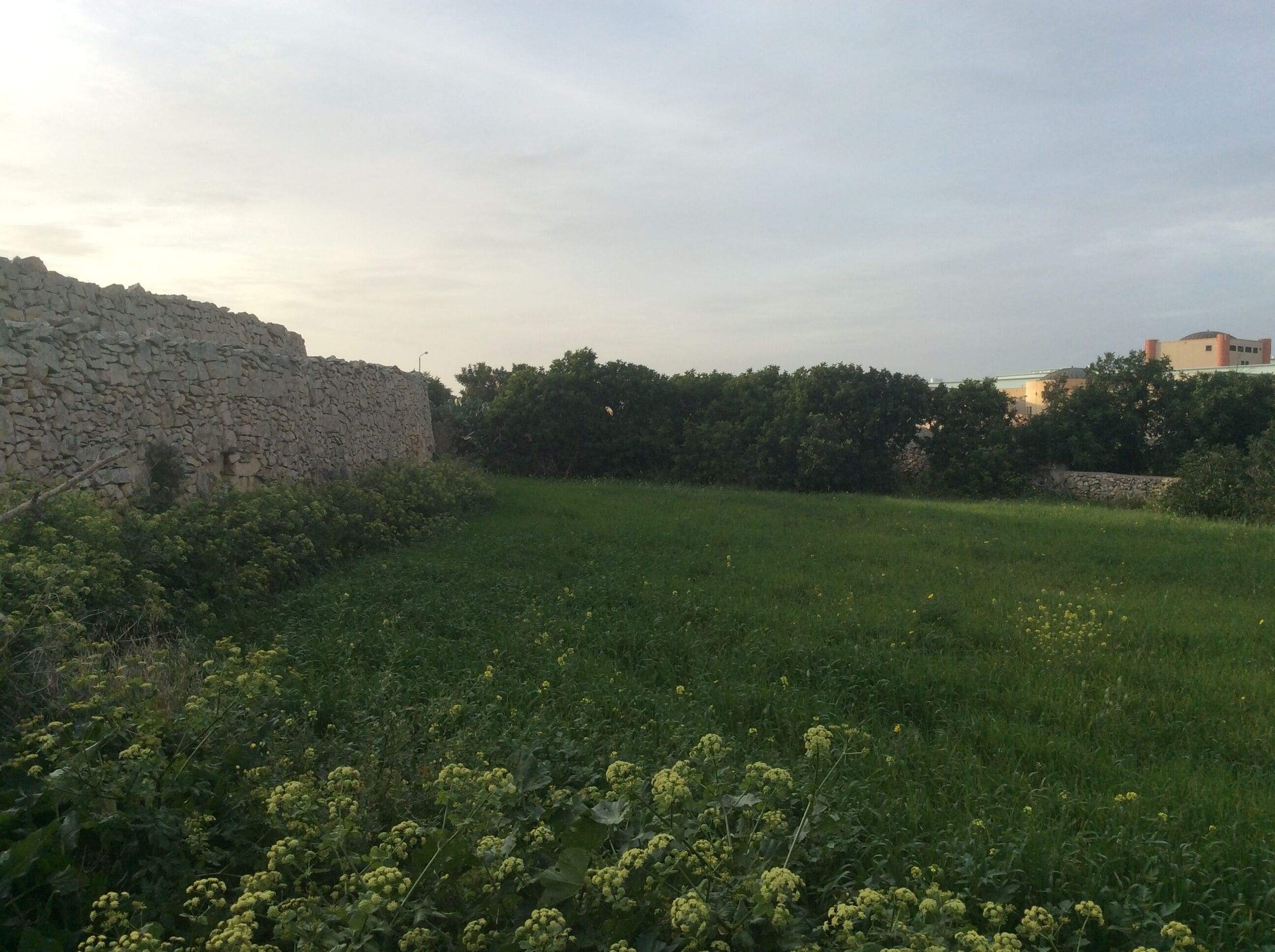 A grassy field with a stone wall and trees.