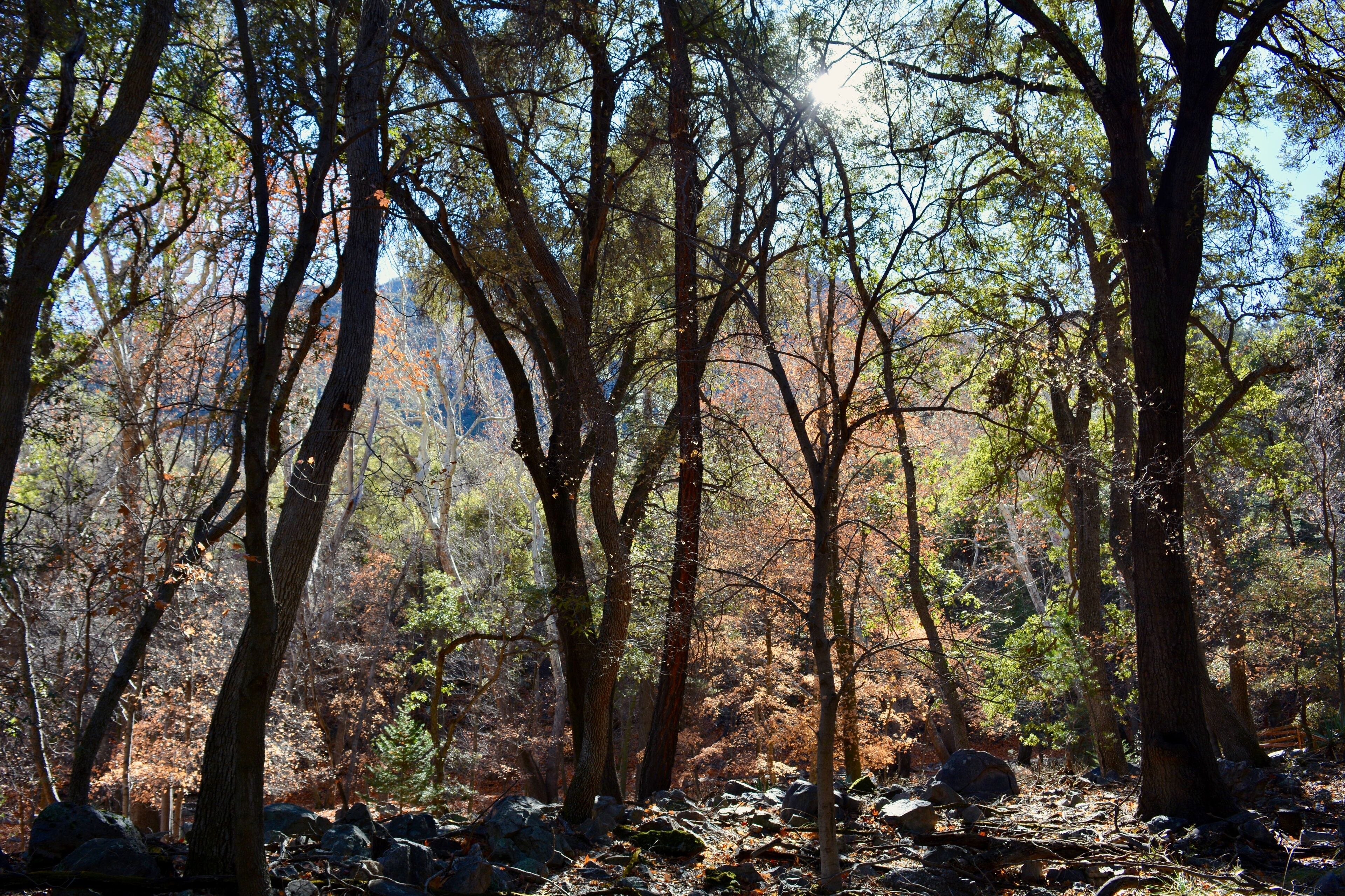 Southeast Arizona Canyon Forest Trees Light