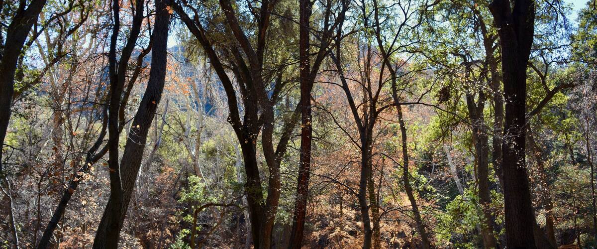 A forest with tall trees, sunlight filtering through, and a rocky ground.