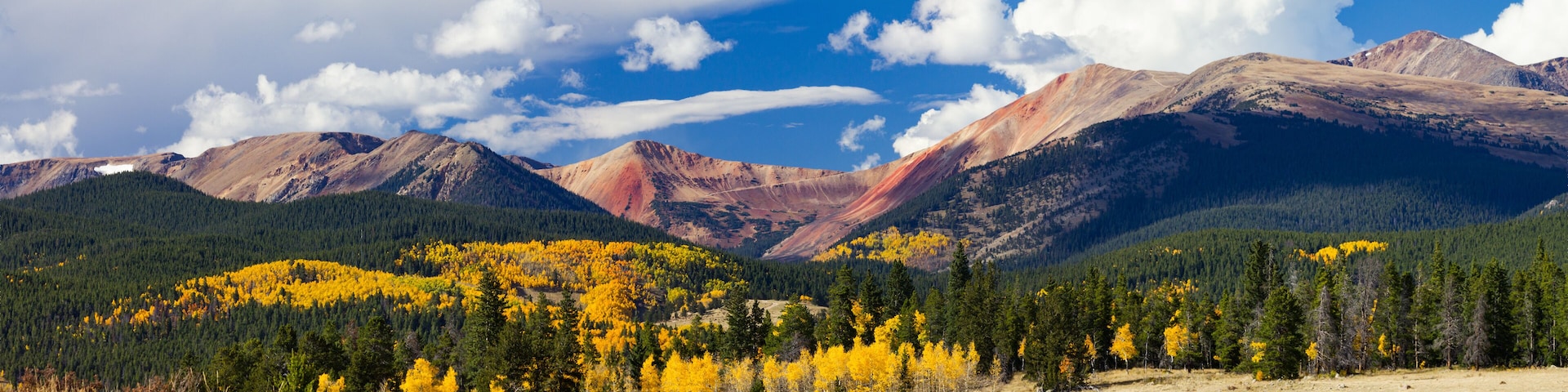 Panoramic Fall Forest of Aspen Trees Landscape in the Colorado Rocky Mountains
