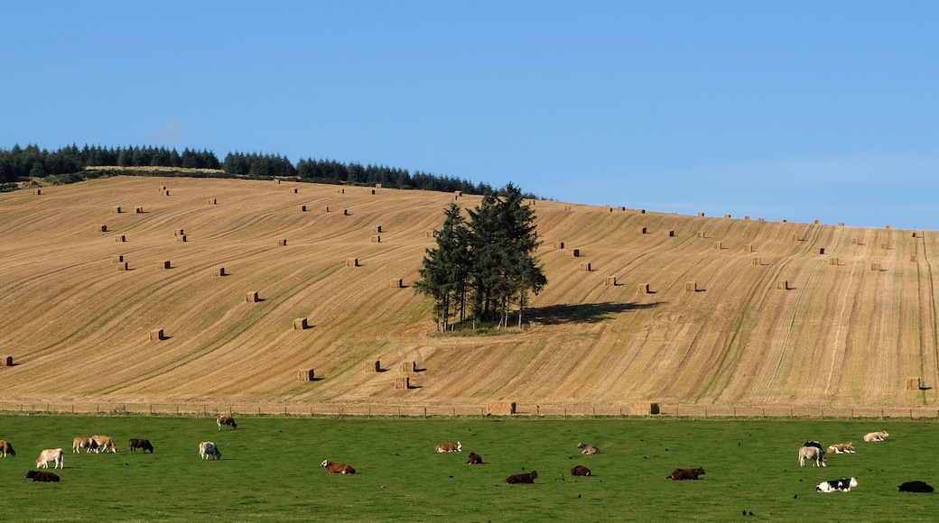 A hillside with hay bales and cows grazing in a field.