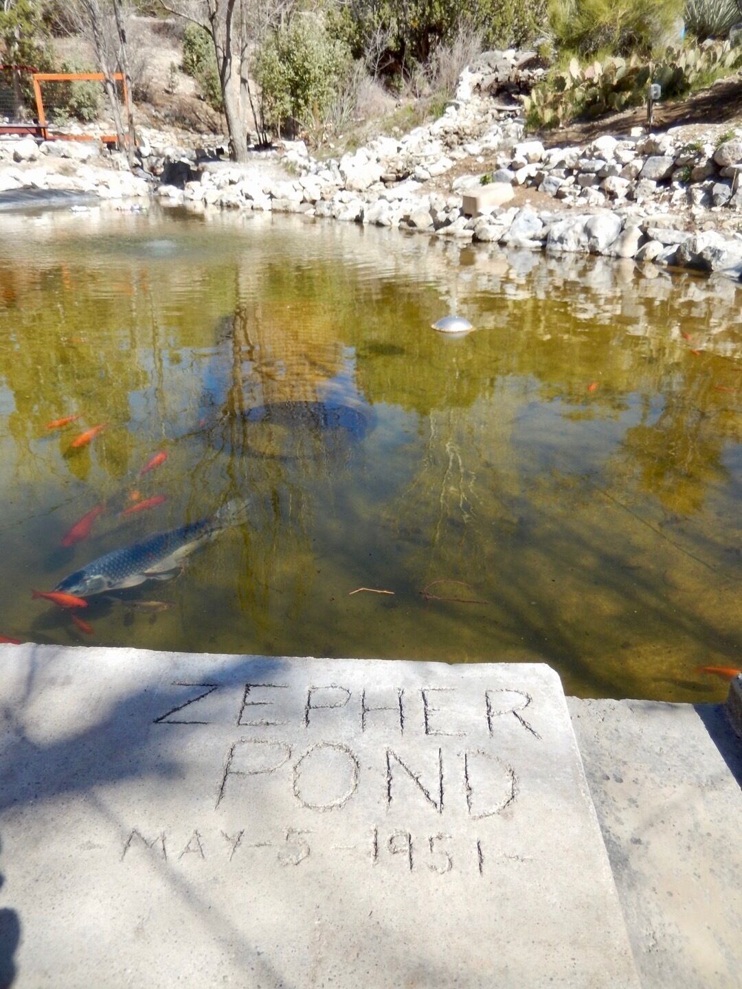 Koi pond behind the saloon portion and by the outdoor sitting area. Allegedly dug in 1951 it’s nicknamed, Zepher Pond. (03/2018)