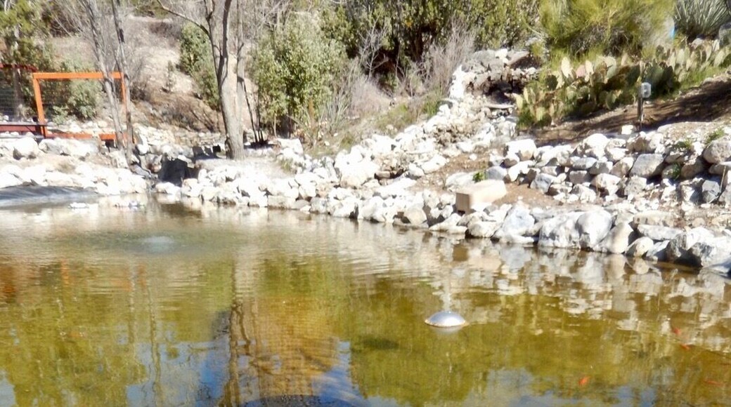 Koi pond behind the saloon portion and by the outdoor sitting area. Allegedly dug in 1951 it’s nicknamed, Zepher Pond. (03/2018)