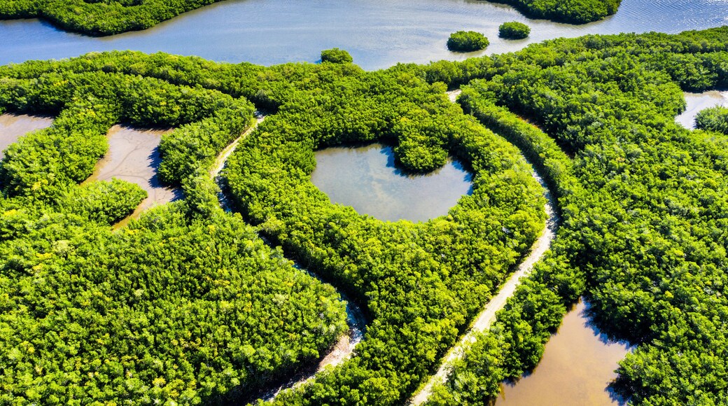 Aerial view of mangroves and lagoon surrounded by lush greenery, Vero Beach, United States.