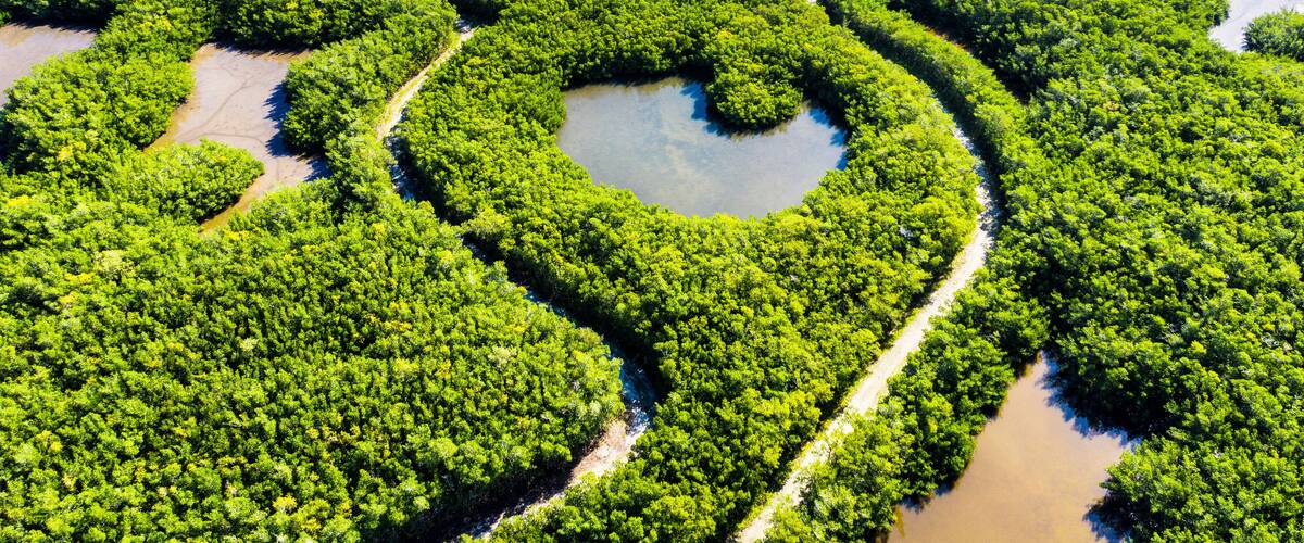 Aerial view of mangroves and lagoon surrounded by lush greenery, Vero Beach, United States.