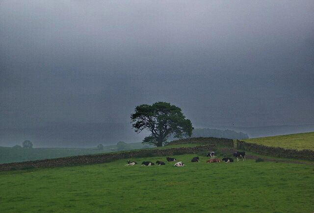Cattle under a threatening sky