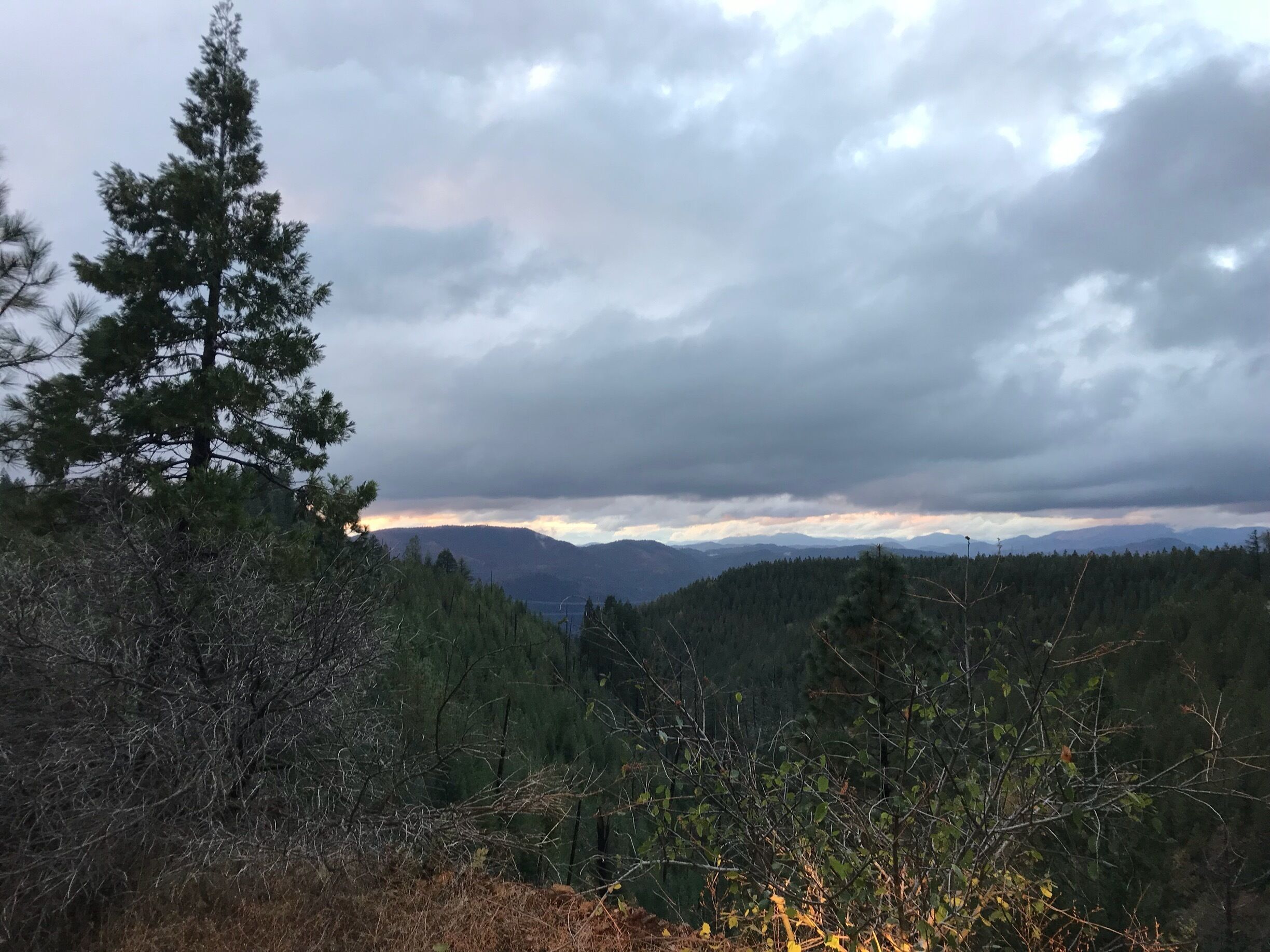 A forested landscape with a prominent pine tree and a cloudy sky.