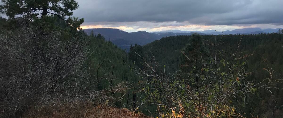 A forested landscape with a prominent pine tree and a cloudy sky.