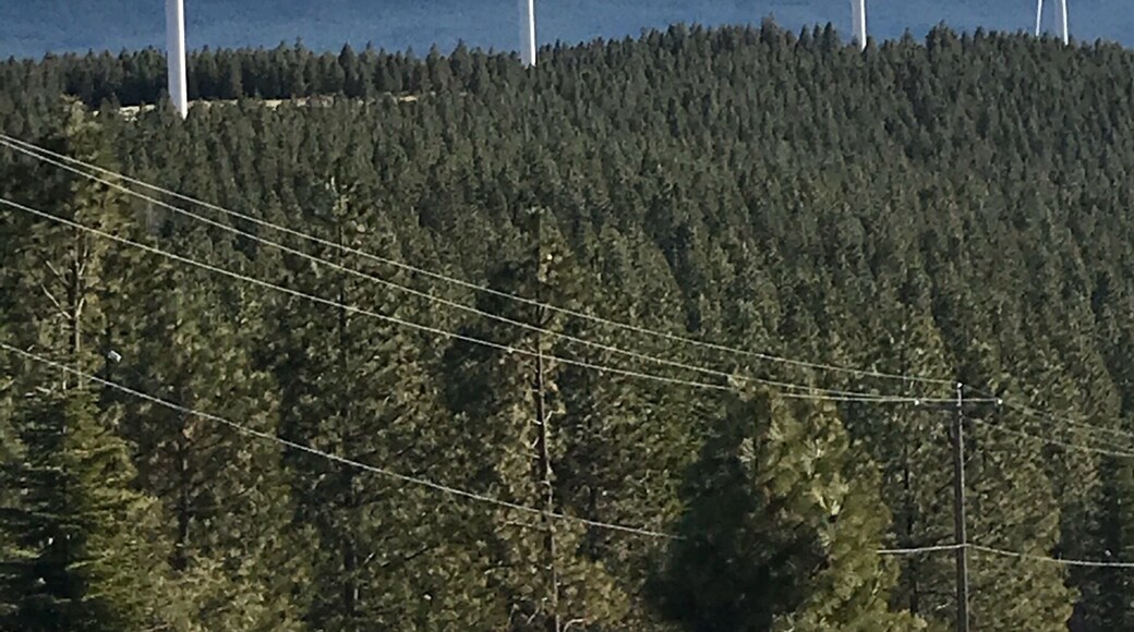 Very gorgeous view of Mount Burney that you won’t get from the Vista point go up Bunchgrass Road and follow the signs for the Wind Farm. I have lived here a year and just learned about this secret place. Definitely worth dipping off Hwy 299 and turning west.