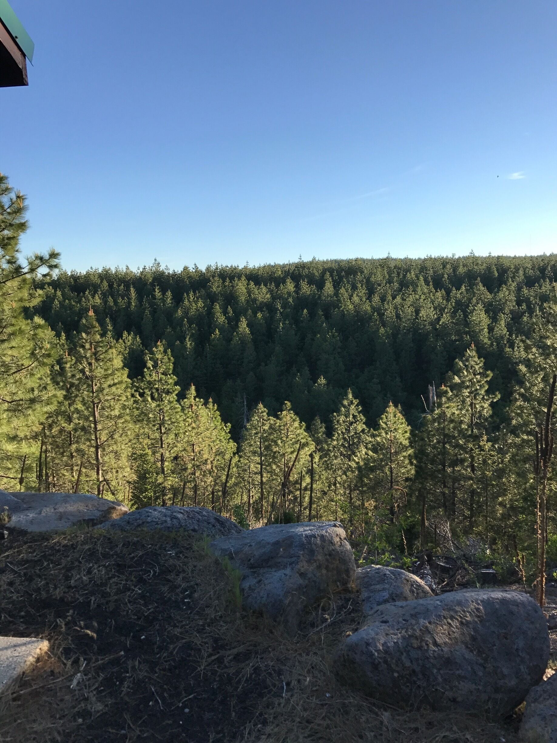 All grown back now...it's hard to imagine 