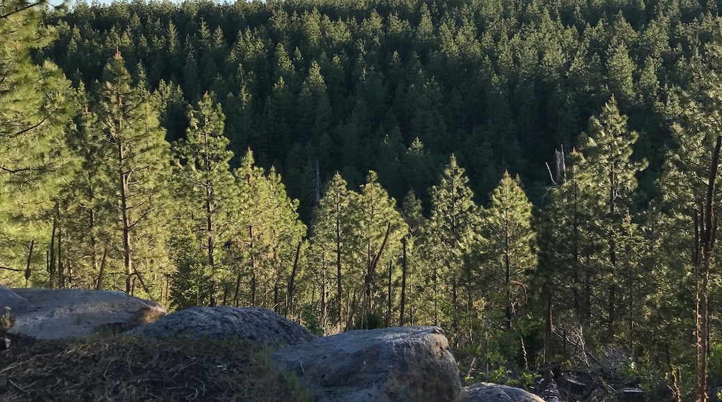 All grown back now...it's hard to imagine