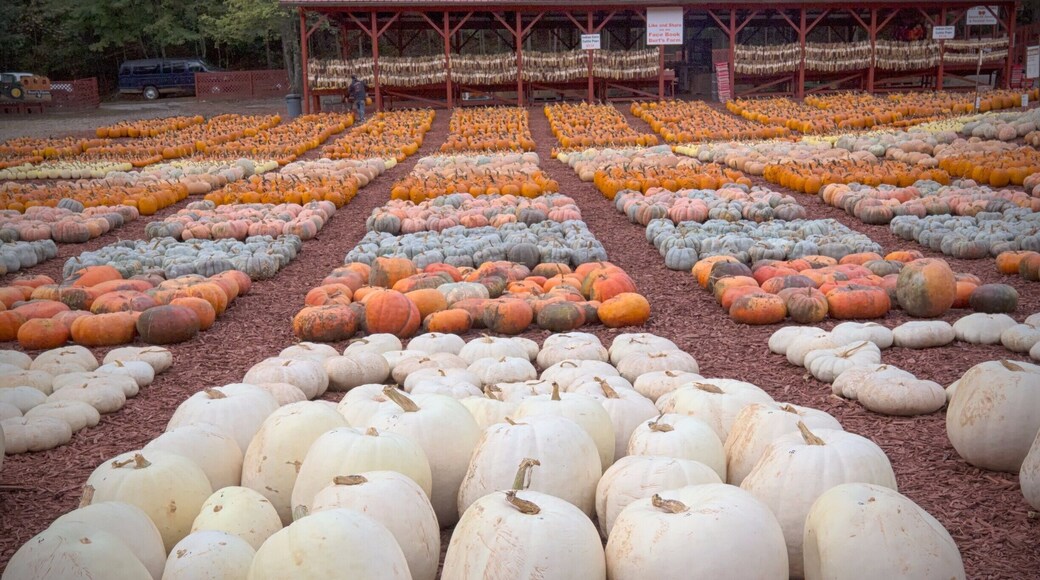 A fun trip from Atlanta to Burt's Pumpkin Farm on a beautiful October day. Burt's has every color, size, shape pumpkin you could ever hope to find. They also have cool gourds. It's a great place for kid pics!