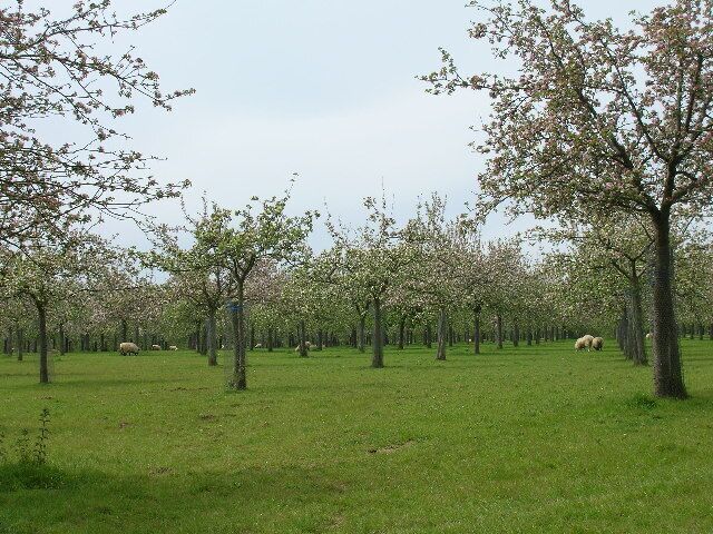 Cider apple orchards at Over Stratton. Somerset is still famous for its cider, although there are not as many apple orchards now.