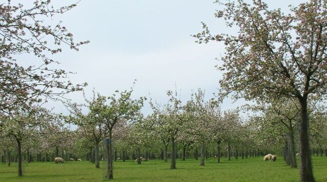 Cider apple orchards at Over Stratton. Somerset is still famous for its cider, although there are not as many apple orchards now.