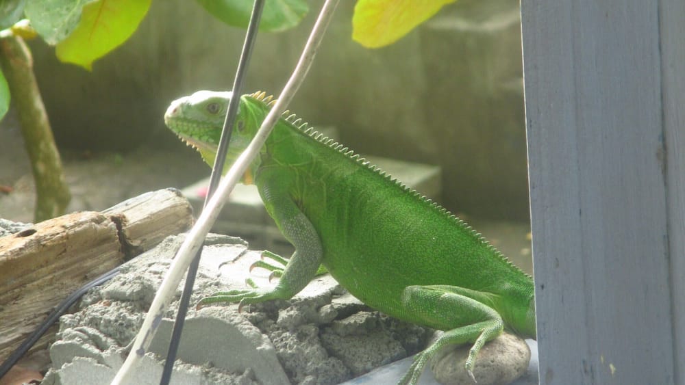 Green iguana walking on my balcony on a warm afternoon in Dominica. Don't be scared!