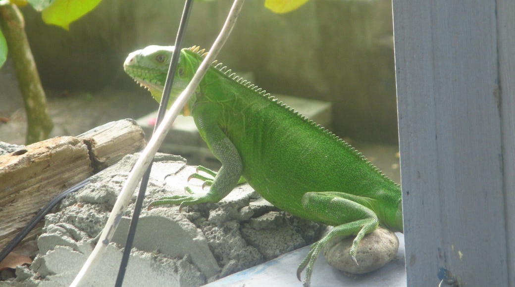 Green iguana walking on my balcony on a warm afternoon in Dominica. Don't be scared!