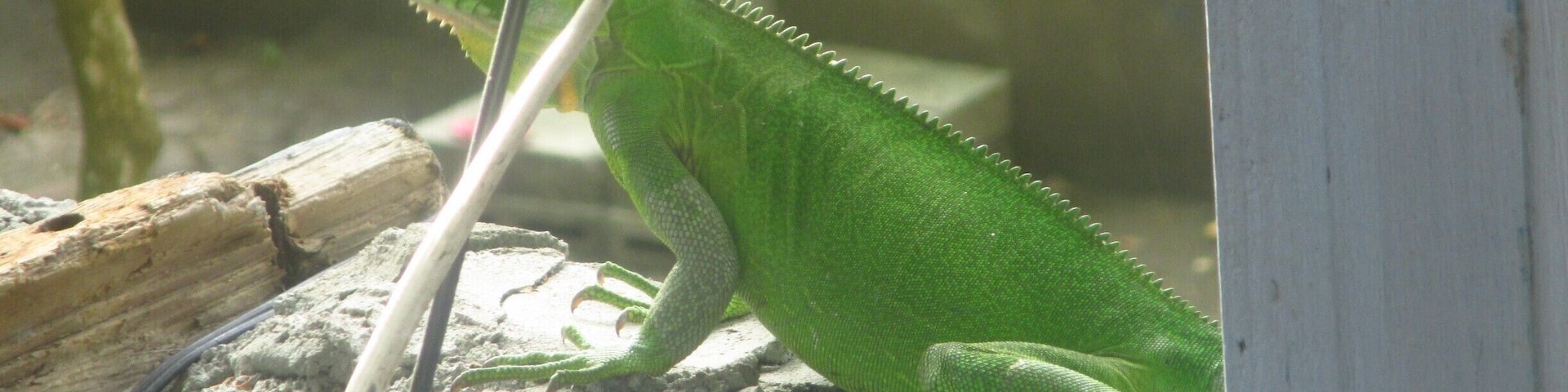 Green iguana walking on my balcony on a warm afternoon in Dominica. Don't be scared!