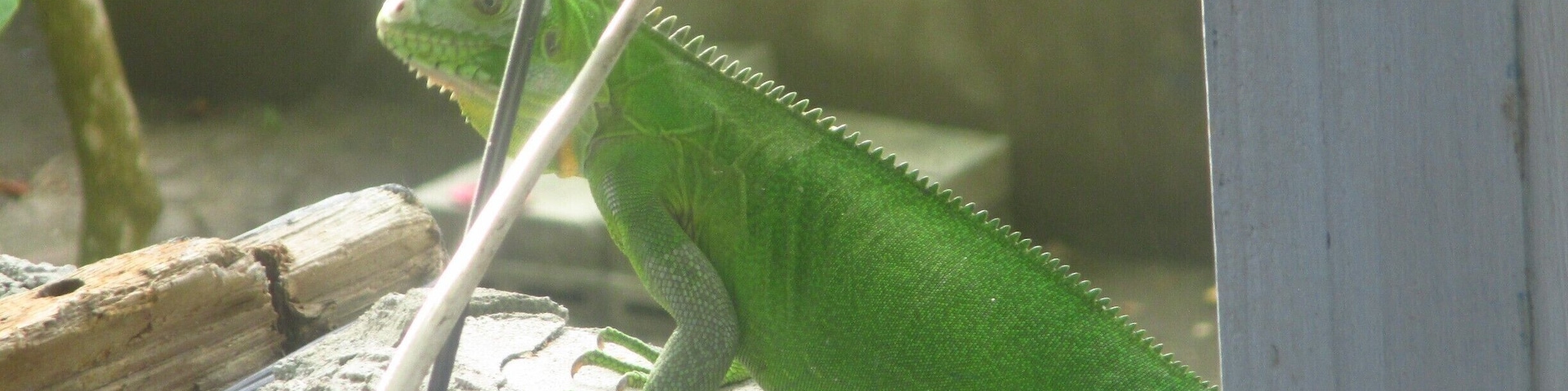 Green iguana walking on my balcony on a warm afternoon in Dominica. Don't be scared!
