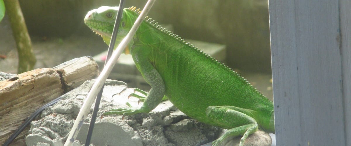 A green iguana on a rock near a wooden structure.