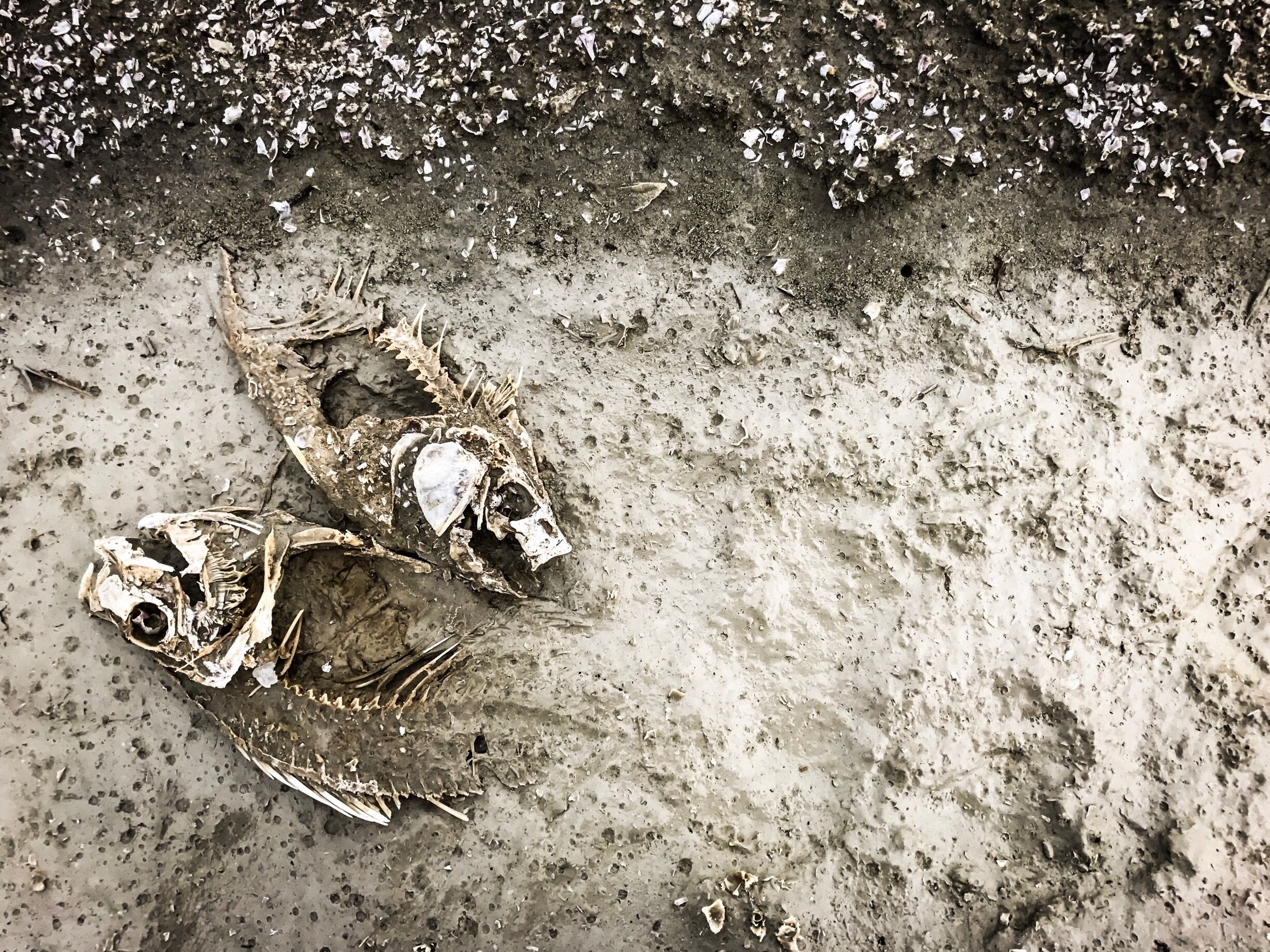 The Salton Sea is a shallow, saline, endorheicrift lake located directly on the San Andreas Fault, predominantly in California's Imperial and Coachella Valleys.With a salinity exceeding 5.0% w/v (saltier than seawater), many of the species of fish that lived in the sea have been killed by the combination of pollutants, salt levels, and algal blooms.Today this area has been reduced to a deserted spooky town with burnt abandoned settlements and Dead fish carcasses washed up in mass quantities on the beaches. The smell of the lake, combined with the stench of the decaying fish, also contributed to the decline of the tourist industry around the Salton Sea. The eerie existence of the surrounding is sure to give a spine chill. 👻 