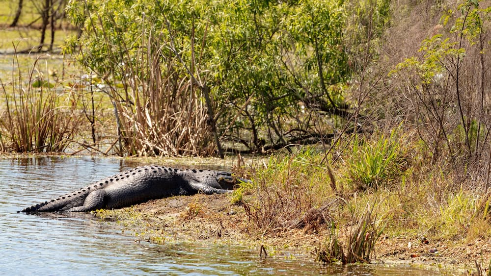 A very large Alligator hauls its massive body out of the water to take advantage of a sunny spot on the swamps shoreline