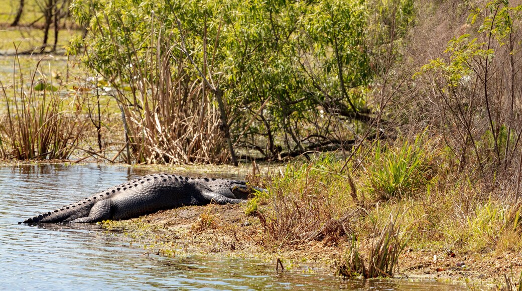 A very large Alligator hauls its massive body out of the water to take advantage of a sunny spot on the swamps shoreline