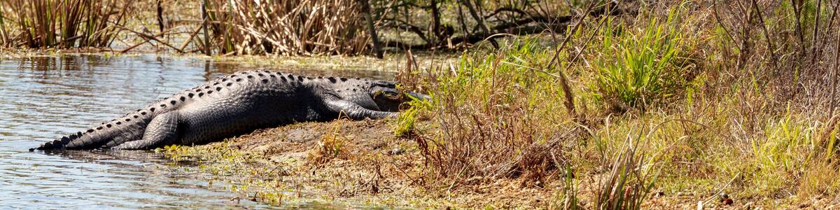 A very large Alligator hauls its massive body out of the water to take advantage of a sunny spot on the swamps shoreline