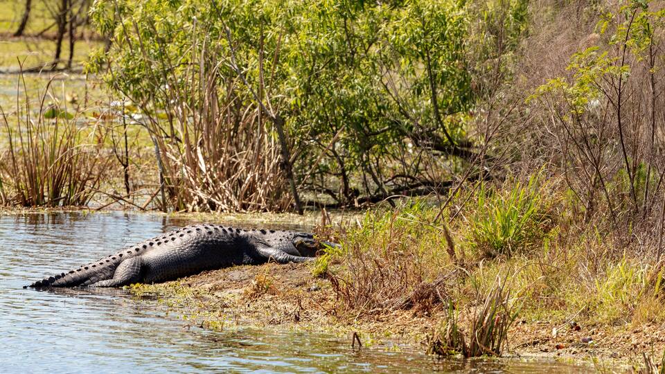 An alligator resting in shallow water near a riverbank with dense vegetation.