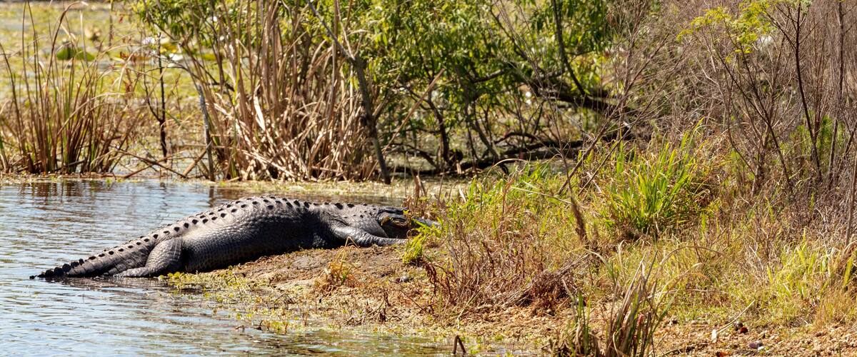An alligator resting in shallow water near a riverbank with dense vegetation.