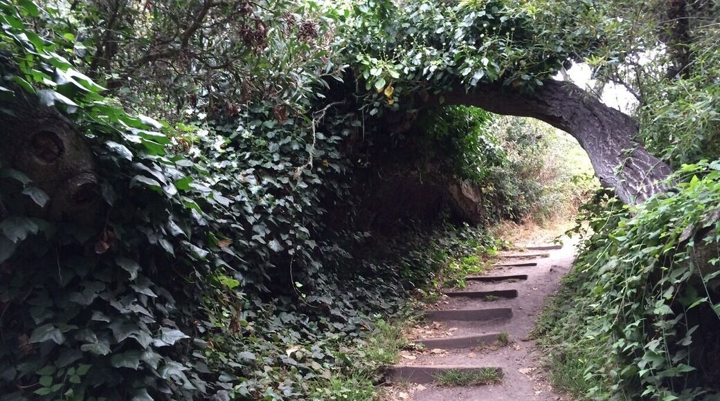 Frog Pond is a dry pond, but a lovely 3/4 mile loop trail. Oaks, predominantly featured, twist in a bower over the path. A lot of traffic noise, but a peaceful place, in spite of it.