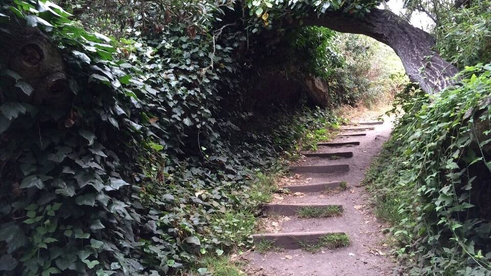 Frog Pond is a dry pond, but a lovely 3/4 mile loop trail. Oaks, predominantly featured, twist in a bower over the path. A lot of traffic noise, but a peaceful place, in spite of it.