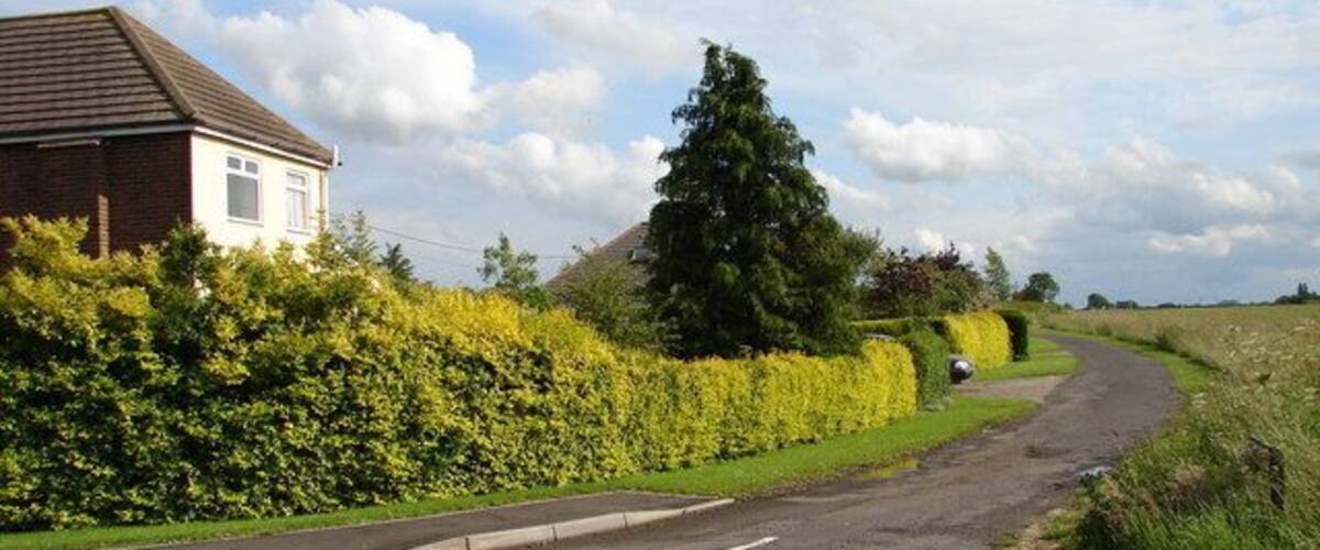 A rural road with a house on the left, a hedge, and a tree on the right.