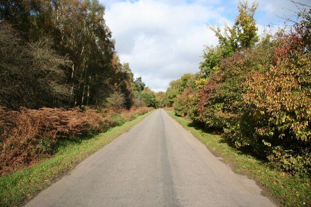 East Ferry Road. Autumnal colours on East Ferry Road through Laughton Forest