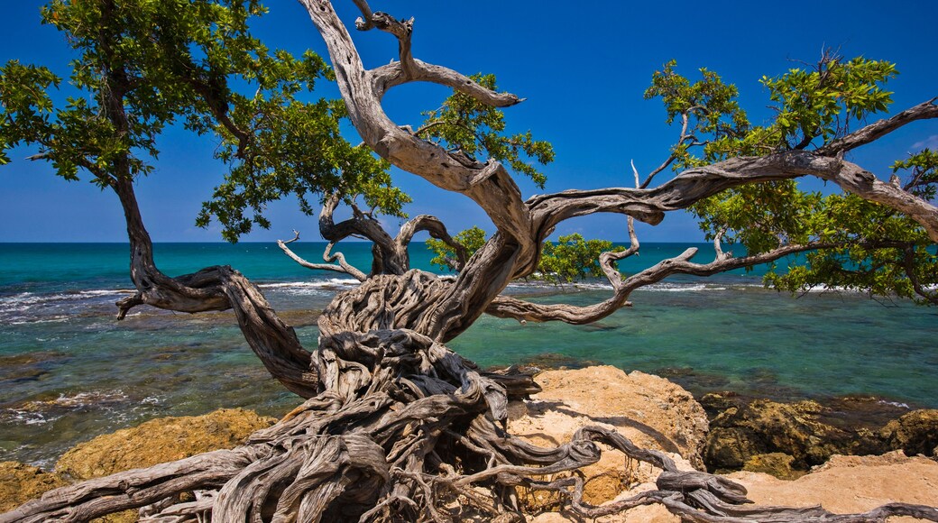A weathered tree with twisted branches on a rocky beach with clear turquoise water and a clear blue sky.