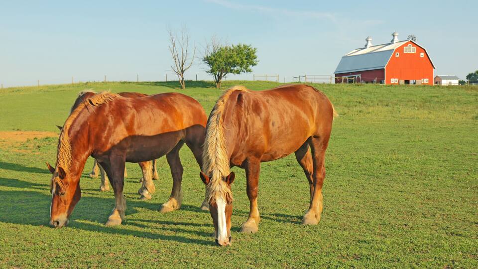 Two horses grazing on a grassy field with a red barn in the background.
