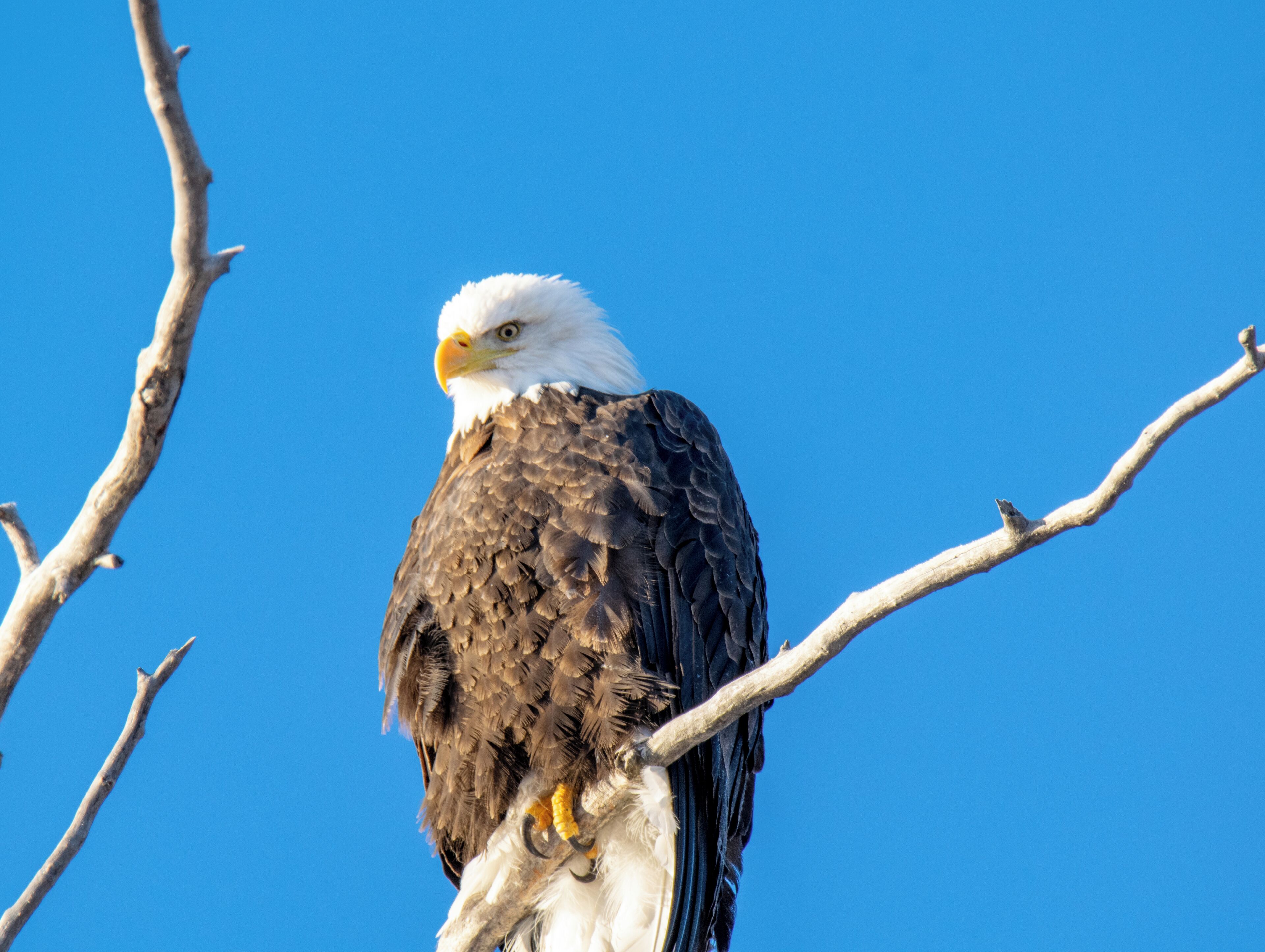 Lovely winter drive and saw this guy up in the trees. 
#Adventure 