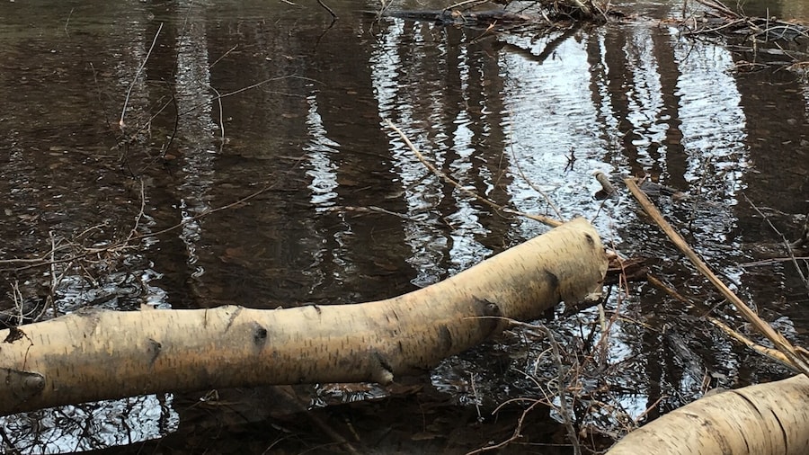 Seems every duck is married in Bishop lol. They are in the water on the other side.