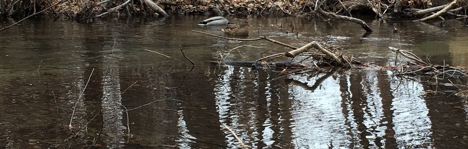 Seems every duck is married in Bishop lol. They are in the water on the other side.
