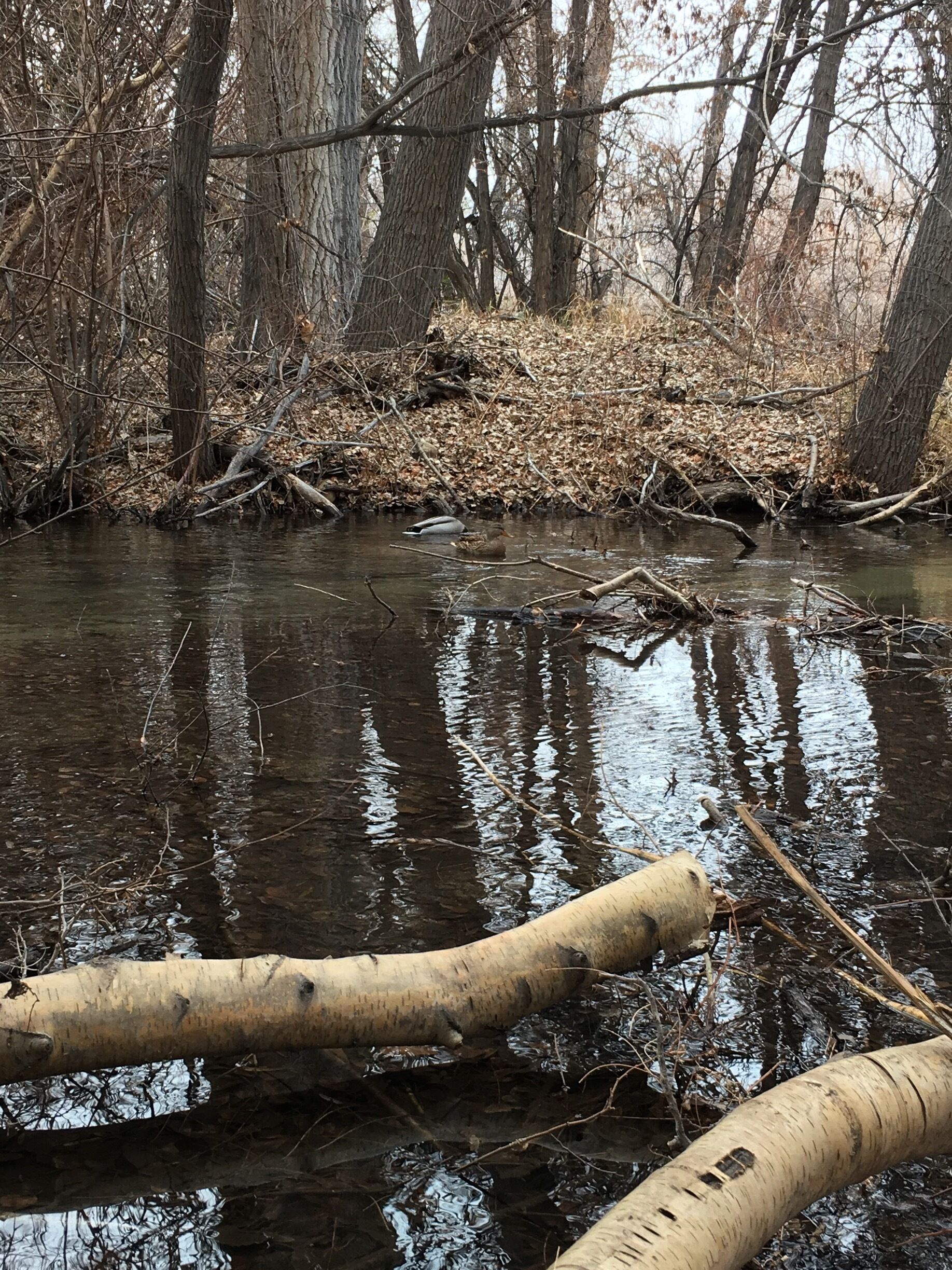 A river with fallen branches and leaf-covered banks.