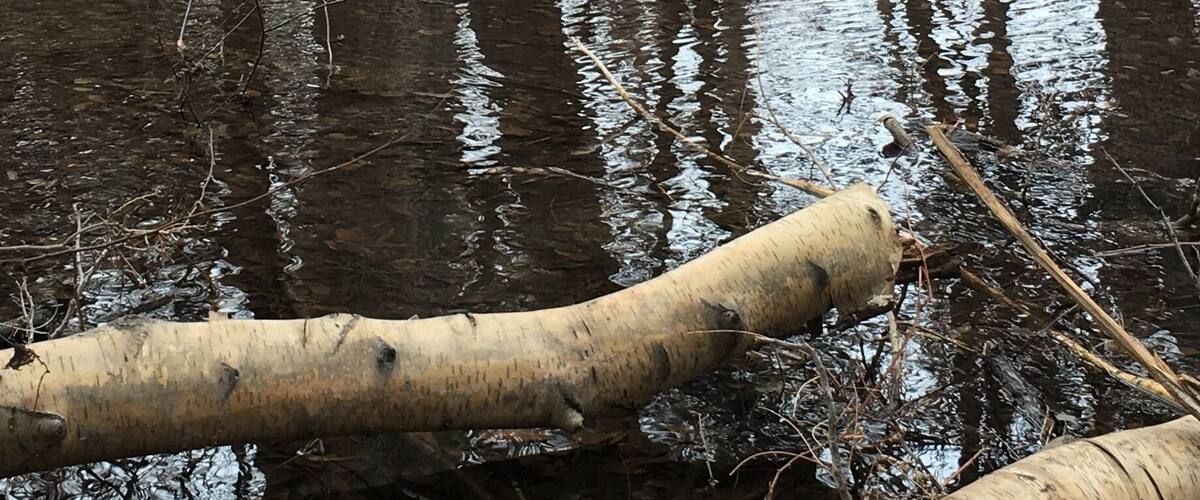 A river with fallen branches and leaf-covered banks.