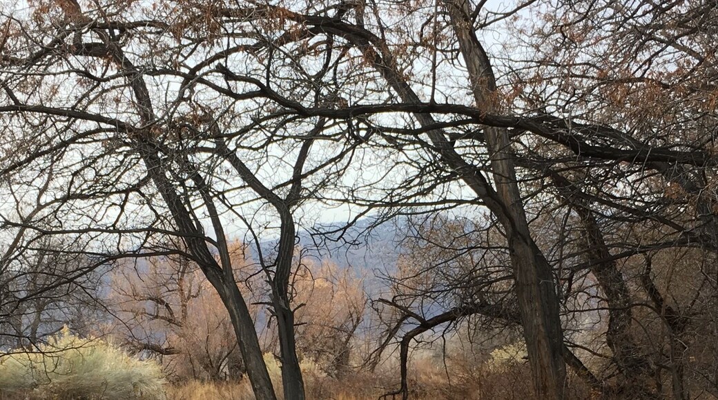 Another trip to Bishop, Ca. Love it there. This is Bishop creek. It runs through the whole valley. So beautiful this time of year.