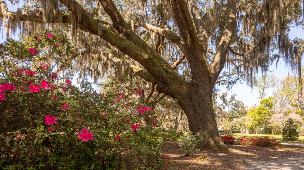 Druid Oaks
