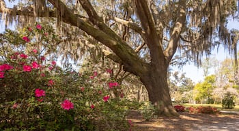 Druid Oaks